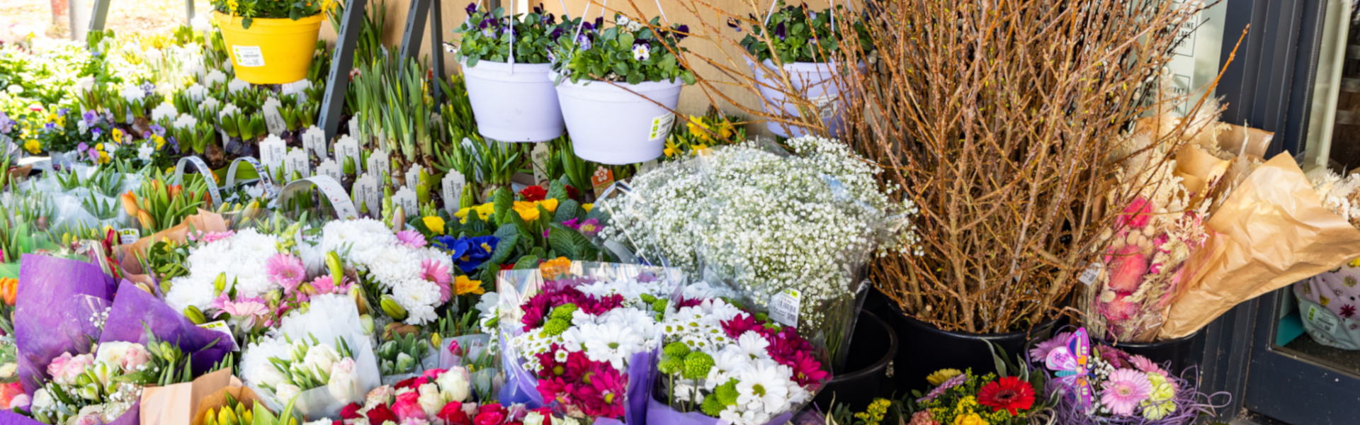 Blumen Blumen